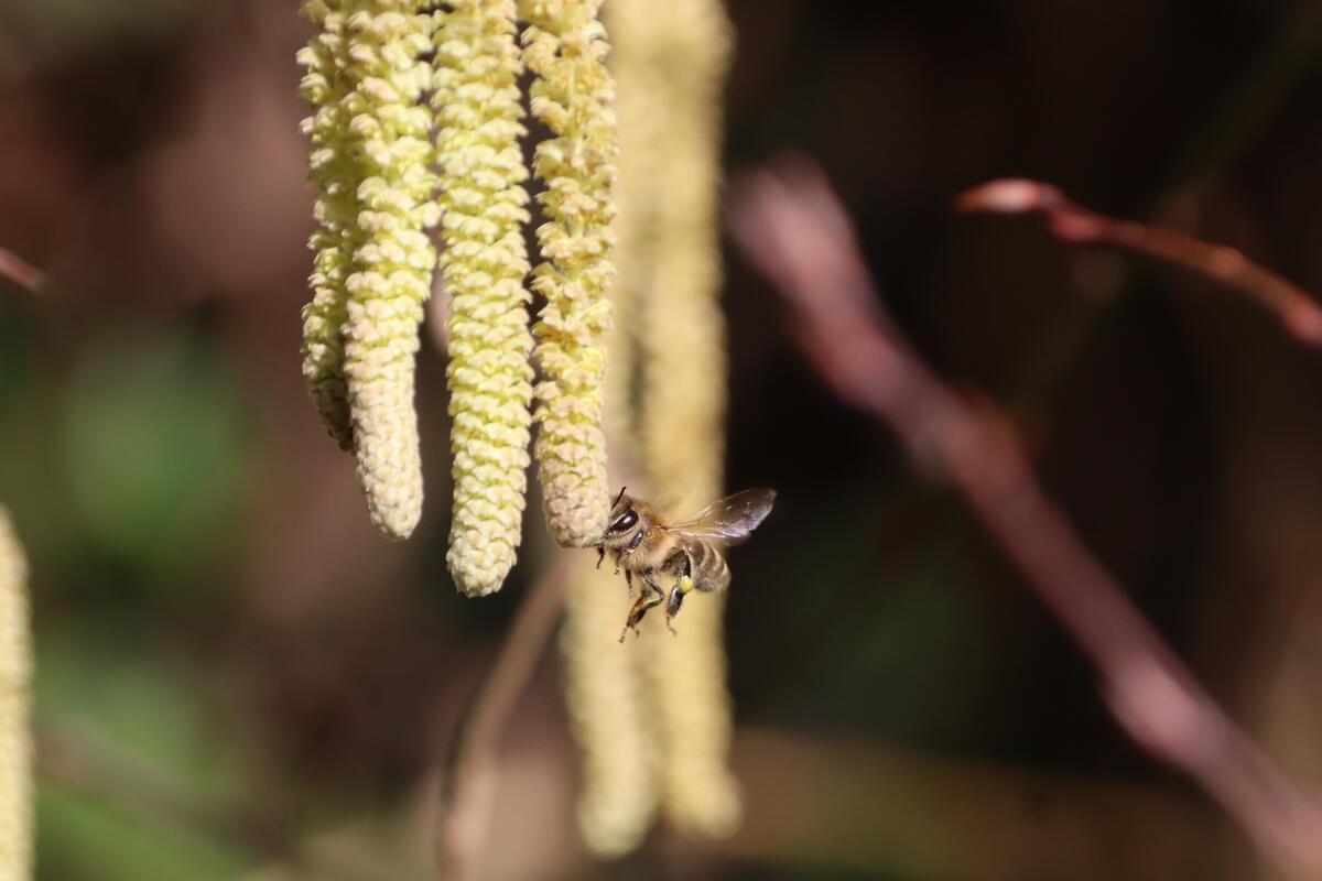 Die ersten Bienen freuen sich über das Futter.  Von Gundula Kleinert aus Herrenb...