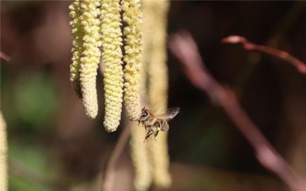 Die ersten Bienen freuen sich über das Futter (aufgenommen von Gundula Kleinert aus Herrenberg)