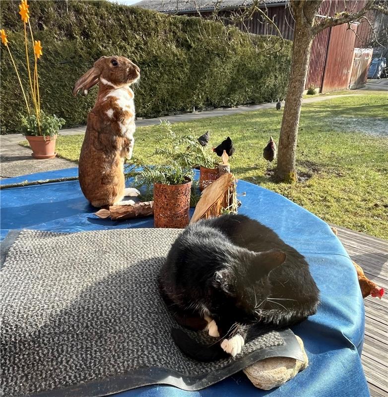 Die ersten Frühlingsgefühle...  Von Friederike Hess aus Gäufelden-Öschelbronn.