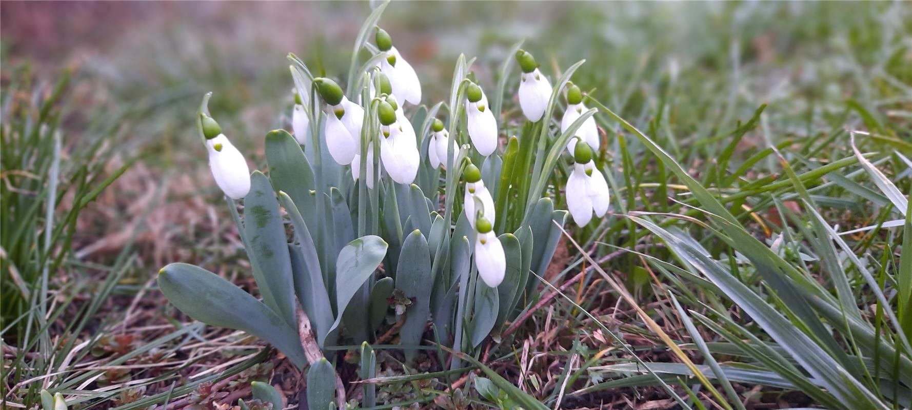 Die ersten Schneeglöckchen...  Von Natalie Politz aus Hildrizhausen.