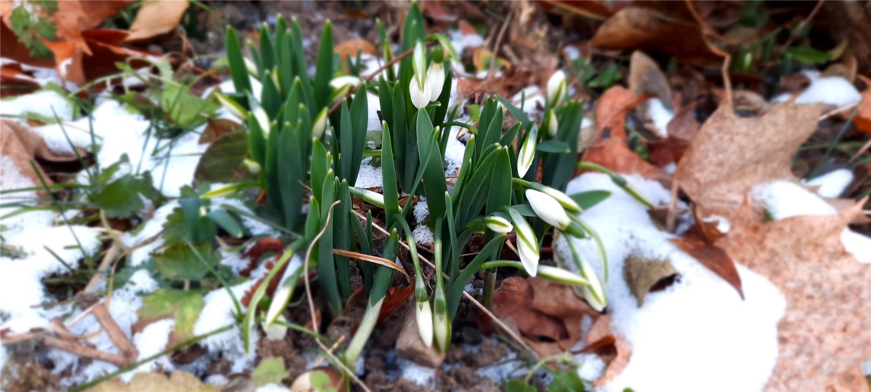 Die ersten Schneeglöckchen. Von Natalie Politz aus Hildrizhausen.