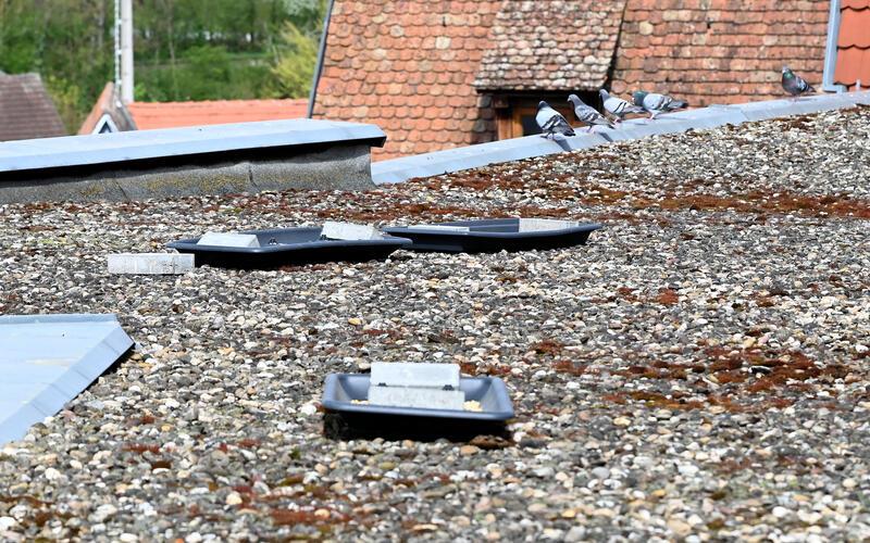 Die ersten Tauben haben die neue Futterstelle bereits wahrgenommen: Die Schalen sind mit Körnern befüllt. GB-Foto: Holom
