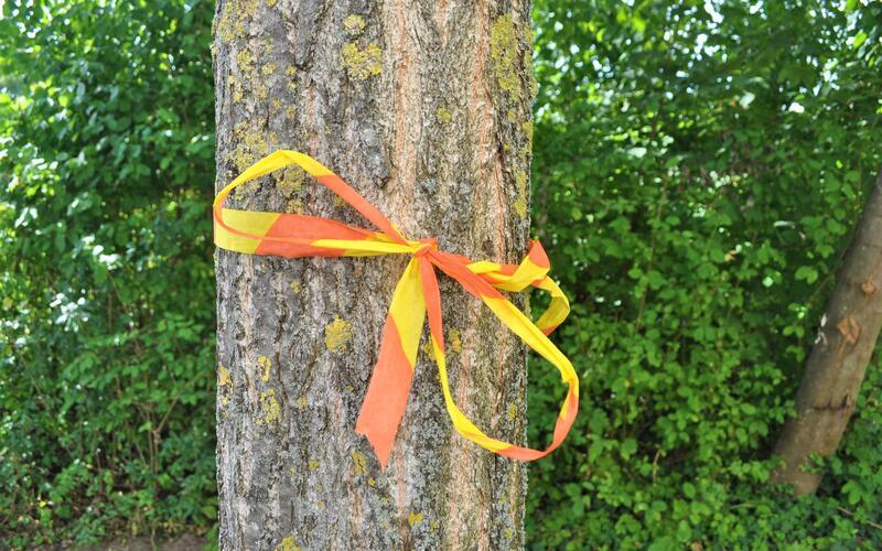 Die gelb-orangenen Bänder erlauben, die Früchte des betreffenden Baums zu pflücken. GB-Foto: Fachberatungsstelle