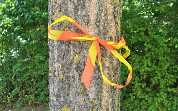 Die gelb-orangenen Bänder erlauben, die Früchte des betreffenden Baums zu pflücken. GB-Foto: Fachberatungsstelle