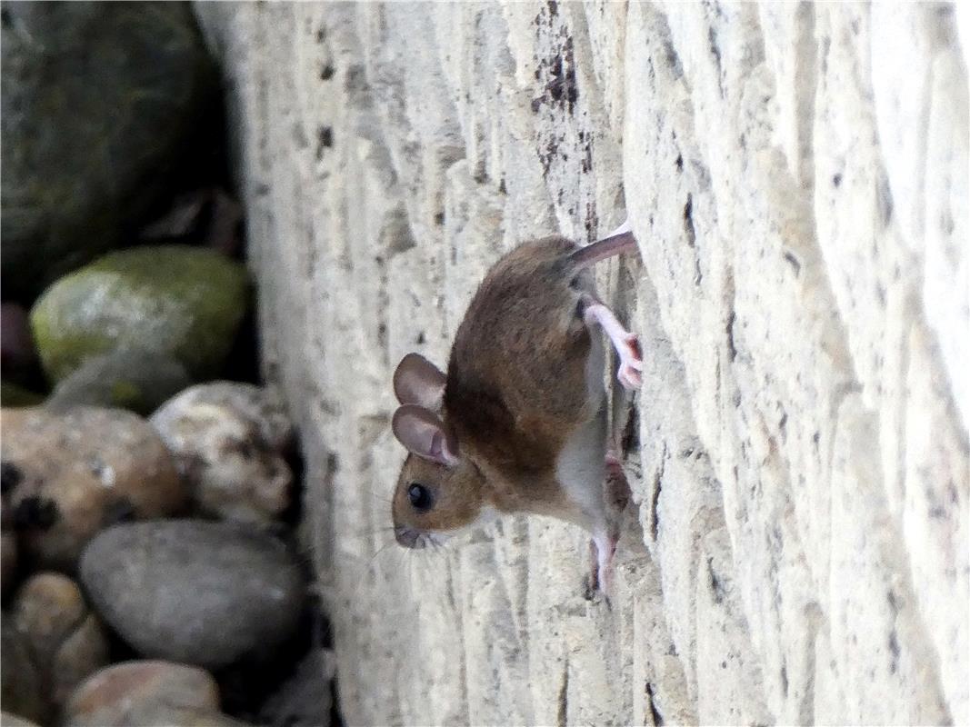 Die glatten Wände hoch oder runter! Von Klaus Pfisterer aus Herrenberg