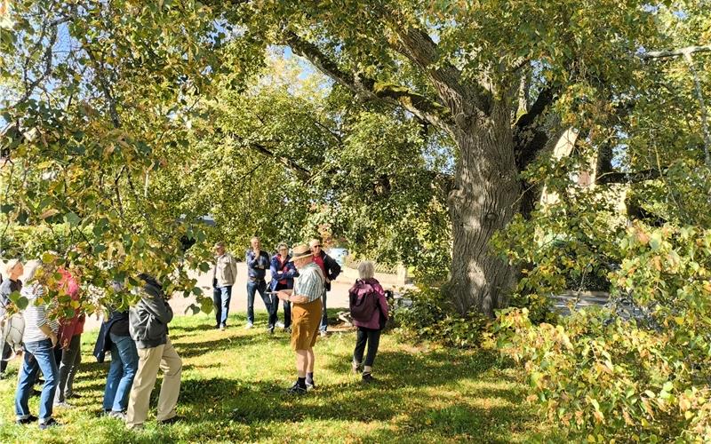 Die große Herdweglinde leidet unter dem Brandkrustenpilz, einige Äste hängen bereits herab. GB-Foto: Straub