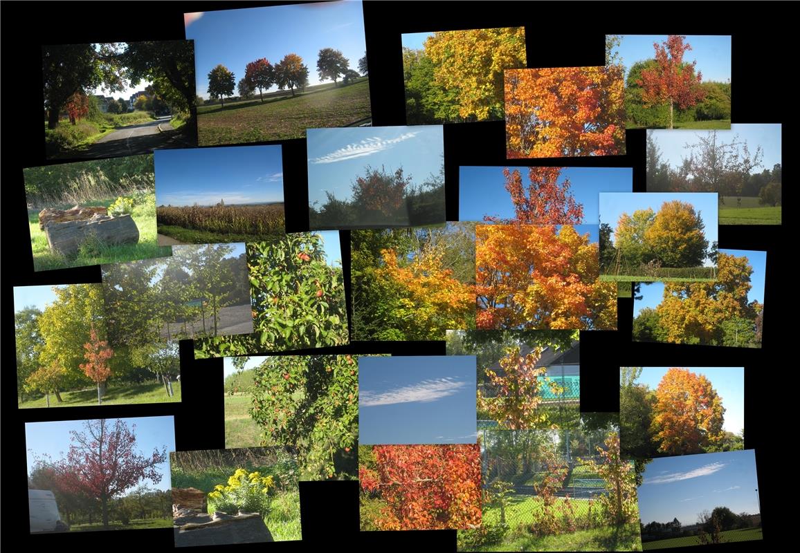 Die herbstliche Farbpalette im Gäu. Von Frank Winter aus Gäufelden-Nebringen.