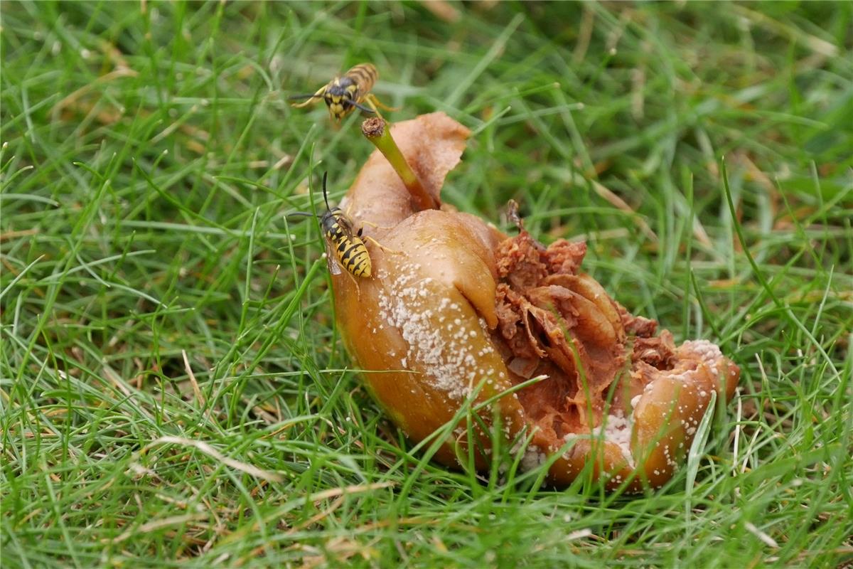 "Die heruntergefallenen Äpfel versorgen viele Insekten. Hier streiten sich gerad...