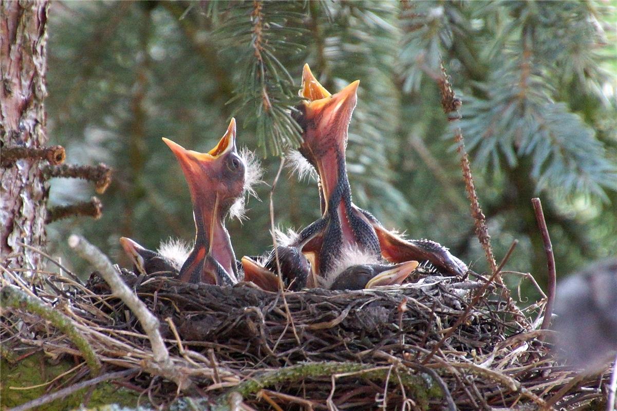 Die jungen Drosseln haben Hunger und warten ungeduldig auf Nahrung, berichtet Si...