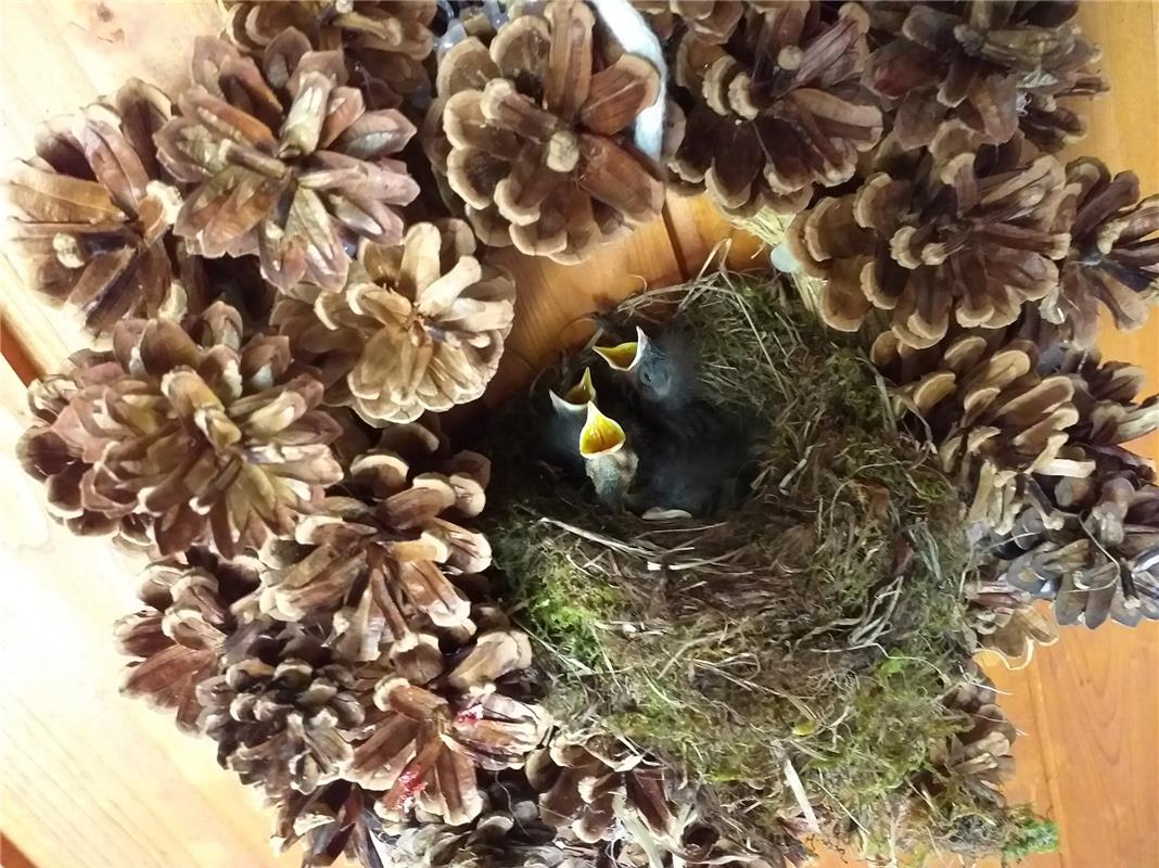 Die jungen Rotkehlchen haben Hunger, stellt Sigrid Schmid aus Bondorf in Breiten...