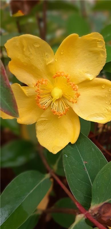 Die kleine Blüte im schönsten sonnengelb zwischen den Sträuchern im Park des Erh...