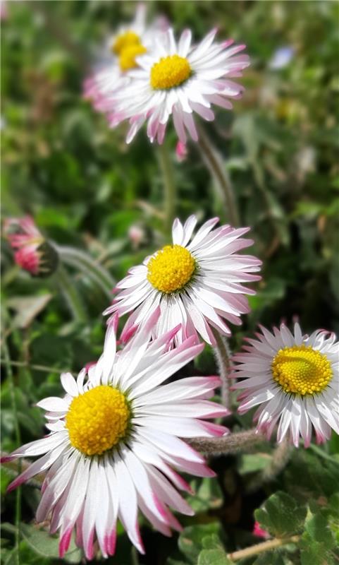 Die kleinen Gänseblümchen im Garten einmal "groß " in Szene gesetzt! Das haben s...