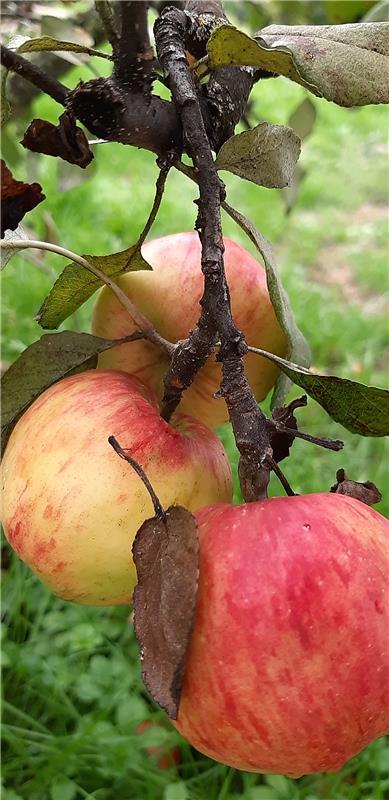 Die letzten "Früchte" des Herbstes sind bereit zur Ernte... Von Christine Lutz a...