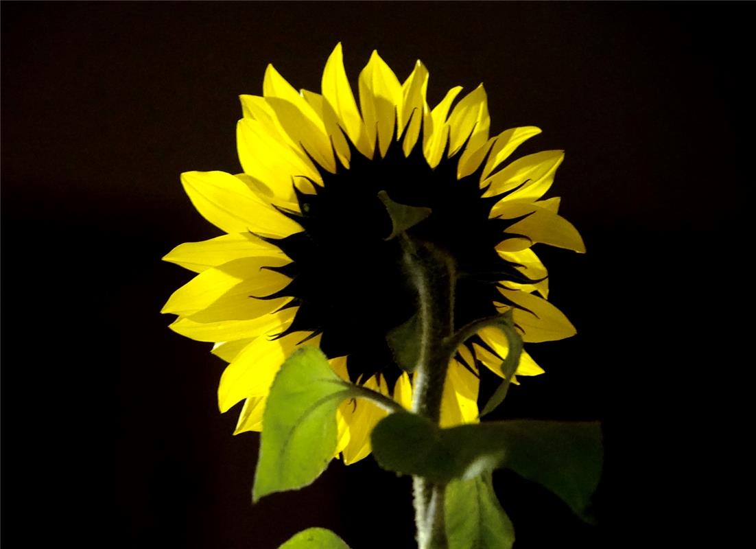 Die letzten Sonnenblumen hat Eckbert Kaiser in Hailfingen  gesichtet.