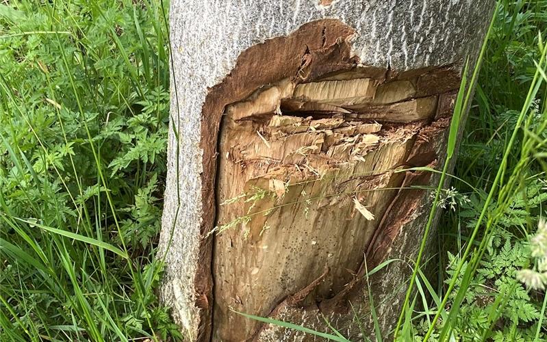 Die malträtierte Rinde des beschädigten Nussbaums GB-Foto: gb