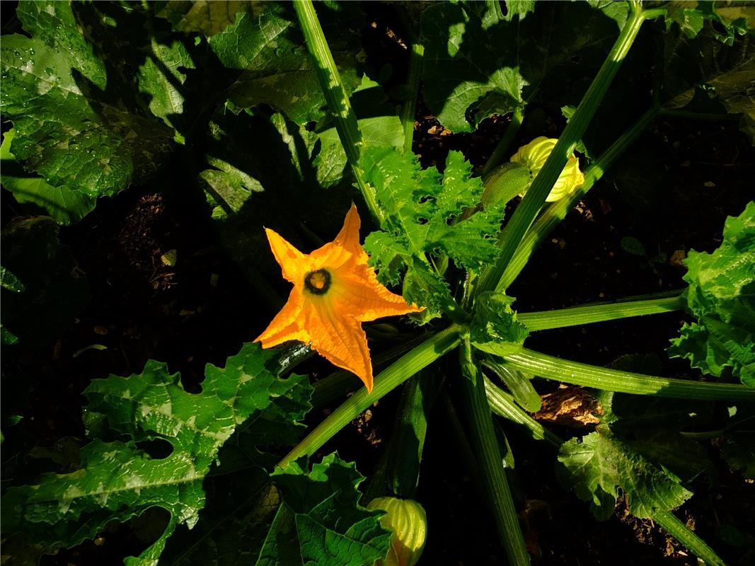 Die nächste Zucchini ist schon im Anmarsch im Garten des Herrenbergers Klaus Pfi...