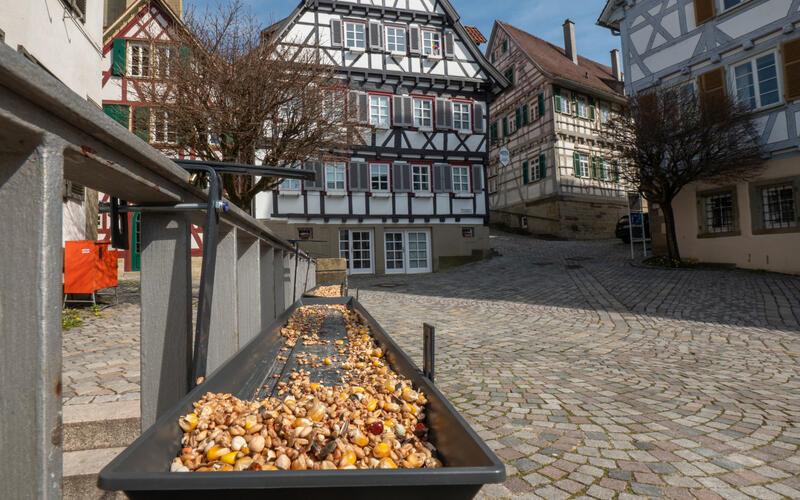 Die neue Taubenfütterungsstelle ist auf Schienen montiert, damit sie nicht zugänglich für Ratten ist. GB-Foto: Vecsey