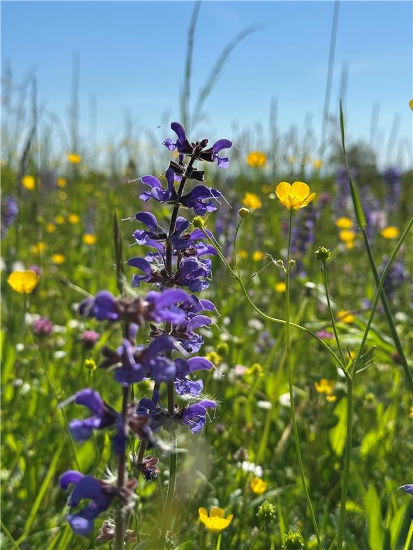 Die perfekte Wiese: mit Wiesensalbei, Rotklee, Hahnenfuß, Gänseblümchen …  Von A...
