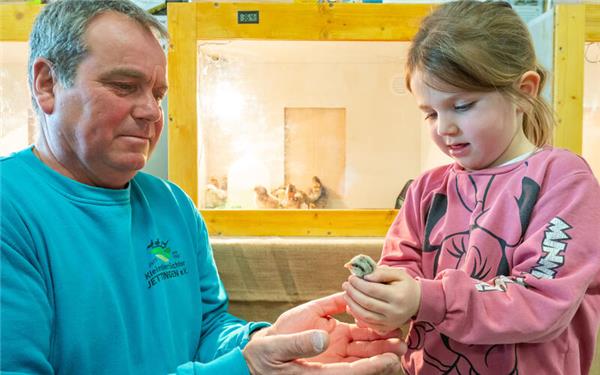 Die schlüpfenden Küken sind nur ein Teil der Gesamtveranstaltung vor Ostern, die der Kleintierzüchterverein Jettingen zum vierten Mal ausrichtet. Doch die kleinen Flauschpakete bekommen besonders große Aufmerksamkeit. Stellvertretender Vorsitzender Martin Baur zeigt die Küken den Kindern aus der Nähe. GB-Foto: Vecsey