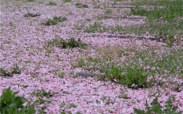 Die schnelle Vergänglichkeit der Frühlingsblüten (gesehen in Mötzingen) GB-Foto: Vecsey