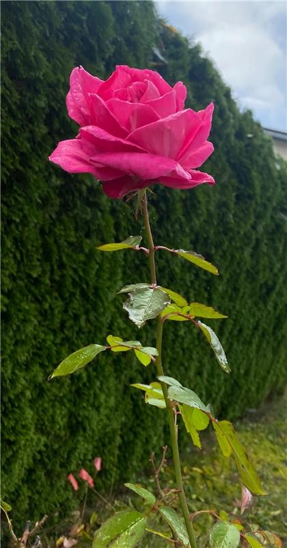 Die schönste Rose des Sommers.  Von Rainer Bruckner aus Herrenberg-Kuppingen.