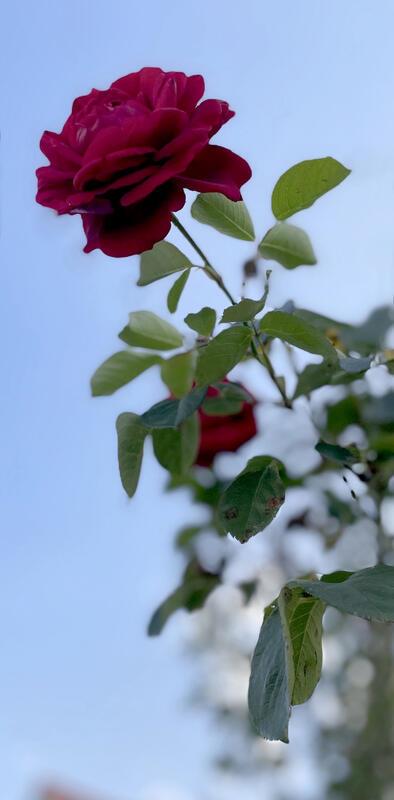 „Die schönste Rose des Sommers“.  Von Rainer Bruckner aus Kuppingen.