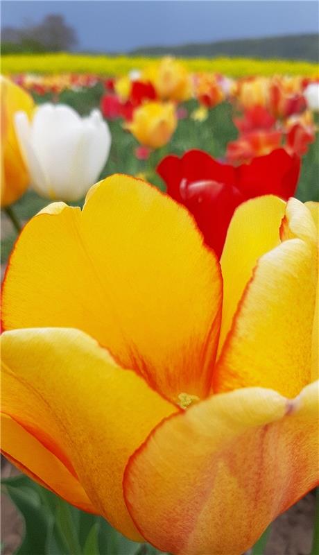 Die schönsten Tulpen mit all' ihrer Farbenpracht gibt es offensichtlich nicht nu...