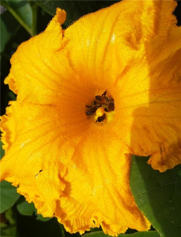 Diese Blüten leidet nicht unter Bienenmangel, findet Sandy Eberle aus Jettingen....