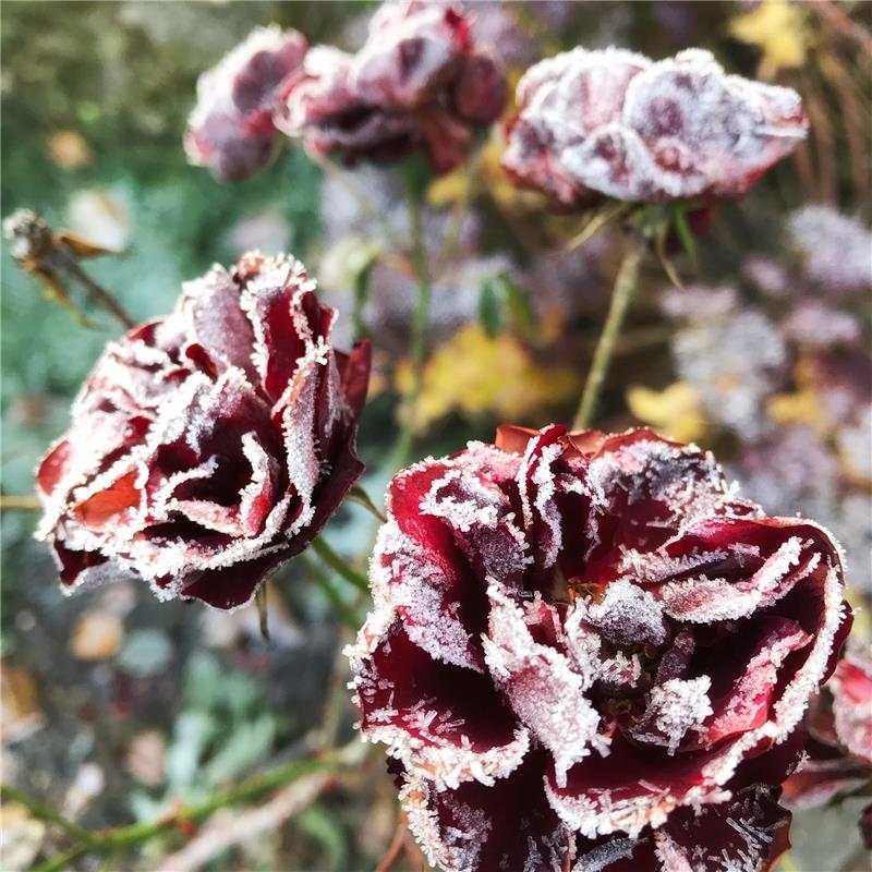 Diese Eisblumen hat die Nebringerin Anja Schnotz im Vorgarten entdeckt