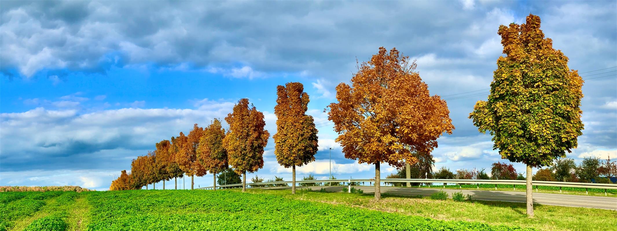 Diese Gäufeldener goldene Feld-Girlande reihte sich vor Minja Rollinson zwischen...