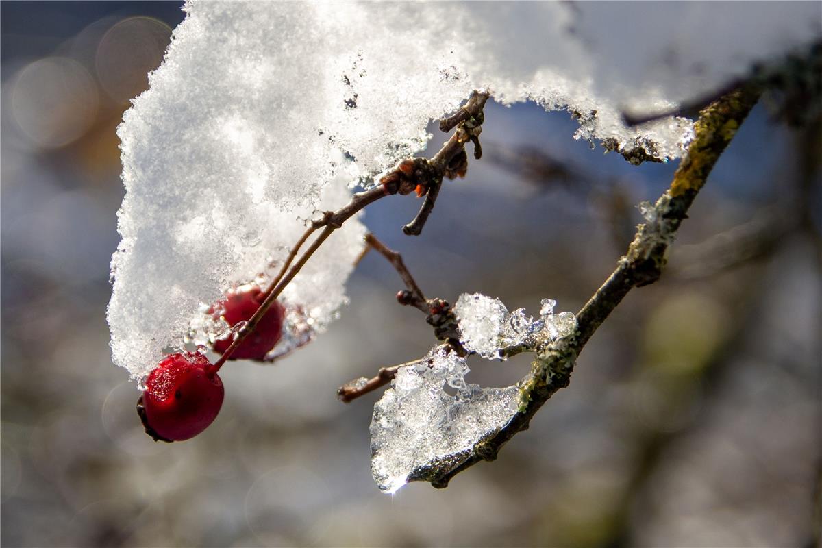 Diese Hagebutte befreit sich vom Schnee. Gabi Brenner war bei der Befreiungsakti...