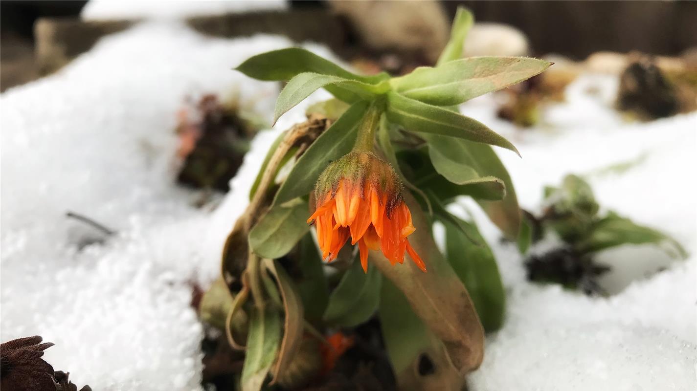 Diese Nebringer Ringelblume trotzt dem Schnee im Januar. Anja Schnotz hat diesen...