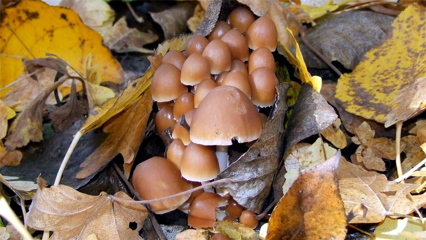 Diese Pilzsammlung im Herbstlaub entdeckte Klaus Pfisterer aus Herrenberg in der...