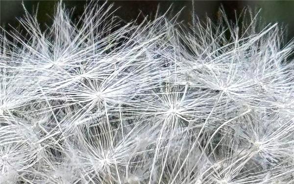 Diese Pusteblume ist noch nicht vom Winde verweht  GB-Foto: Schöllkopf