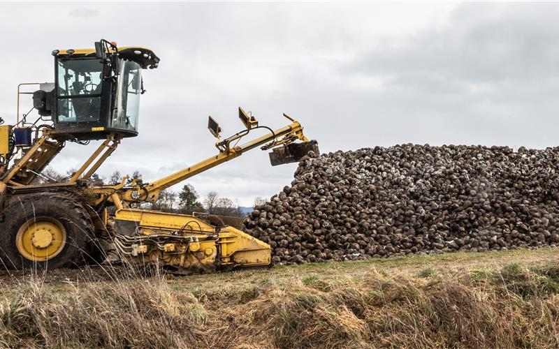 Diese Rüben hier bei Nebringen mussten dieses Jahr ungewöhnlich lange auf ihre Abholung warten. GB-Foto: Schmidt