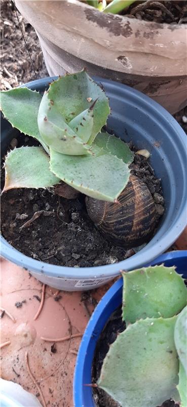 Diese Schnirkel-Weinbergschnecke wohnt schon seit Oktober 2023 im Wintergarten. ...