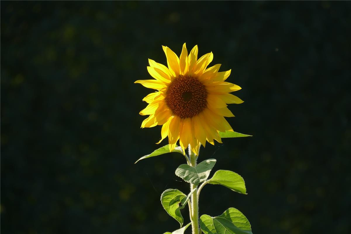 Diese Sonnenblume im Sonnenschein hat der Hailfinger Eckbert Kaiser eingeschickt...