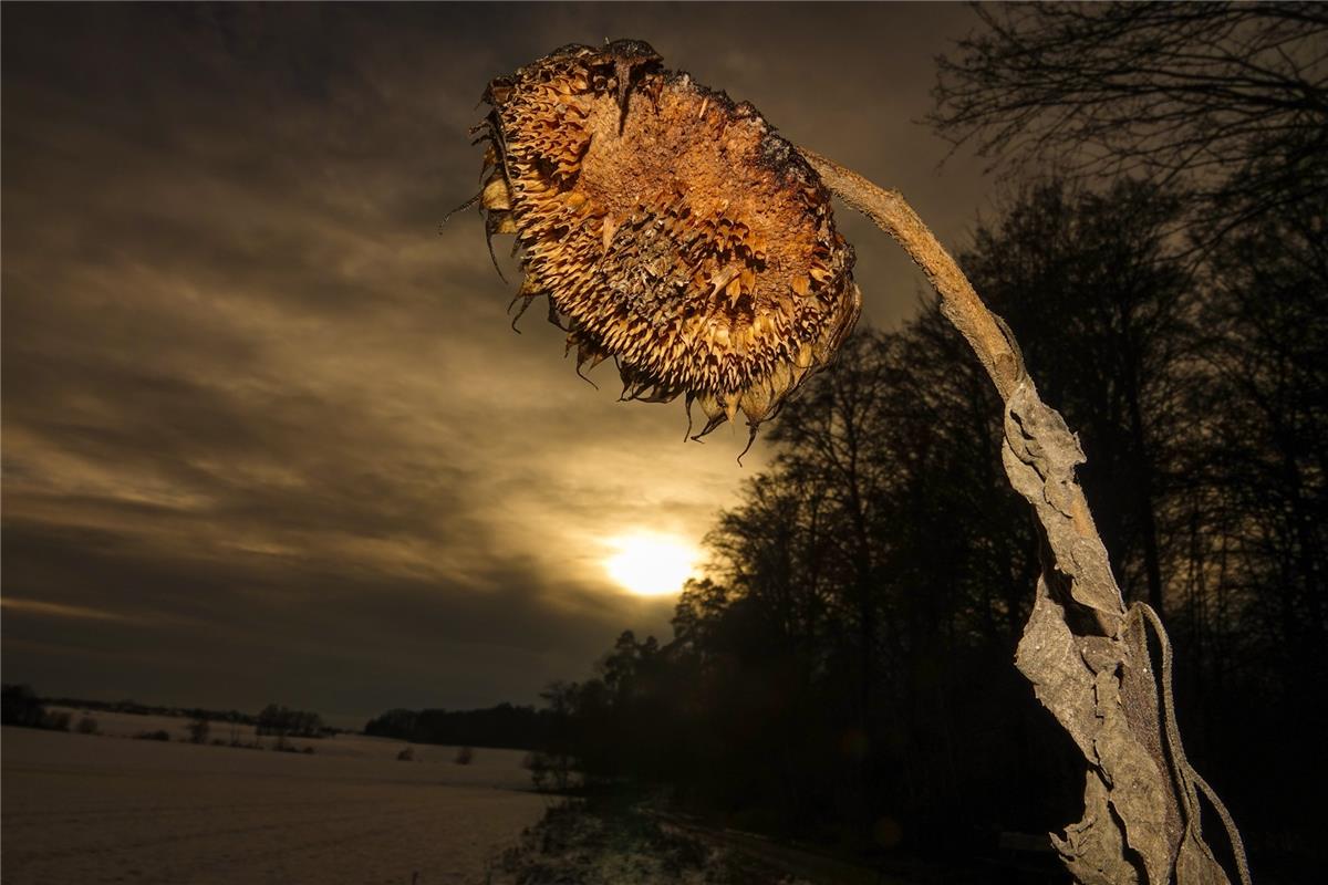 Diese Sonnenblume in der Haslacher Winterlandschaft reicht der Hailfinger Eckber...