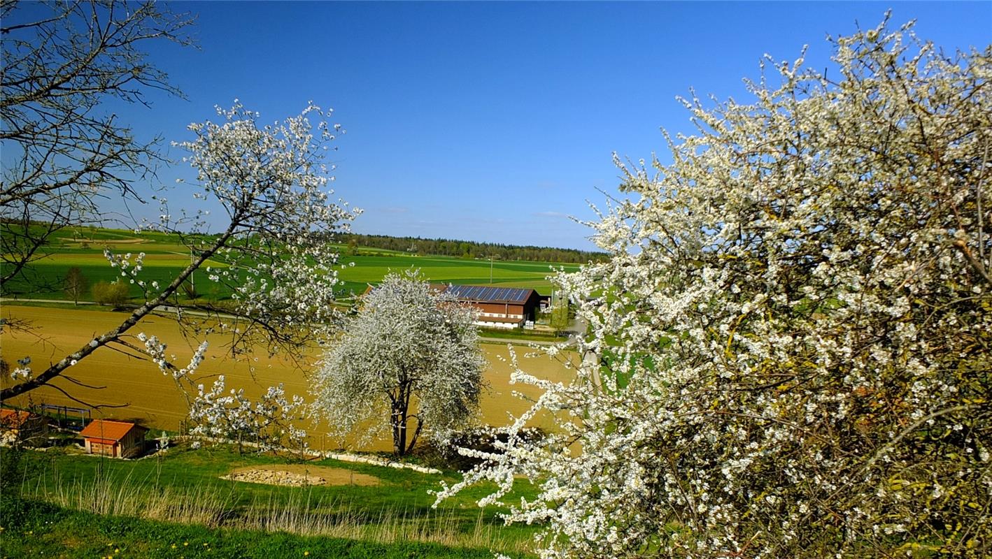 Diese Weißdornhecke bei Deckenpfronn hat Klaus Pfisterer aus Herrenberg fotograf...