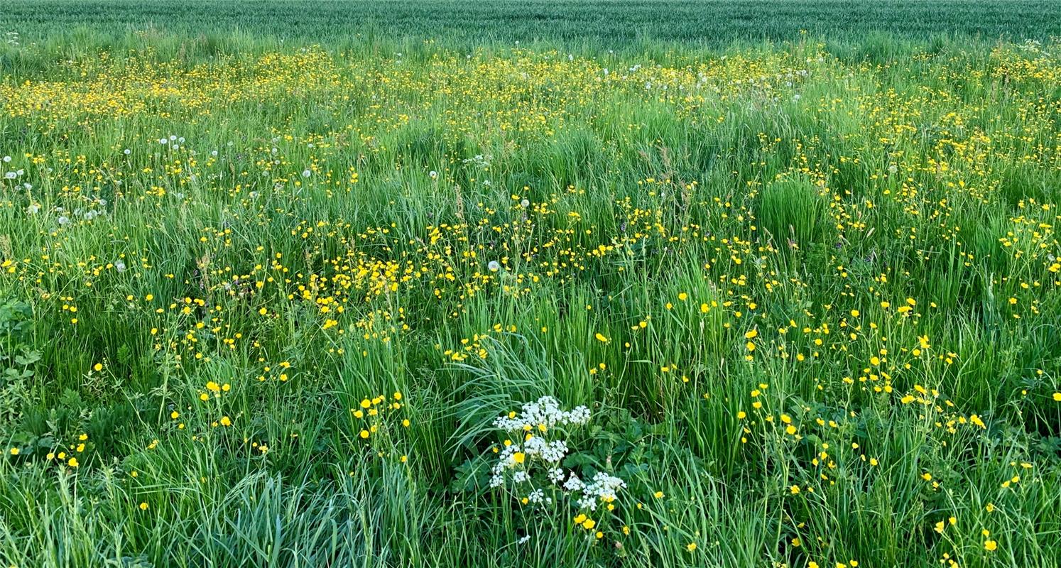 Diese Wiesenpracht zwischen den Feldern Gäufeldens hat Minja Rollinson eingeschi...