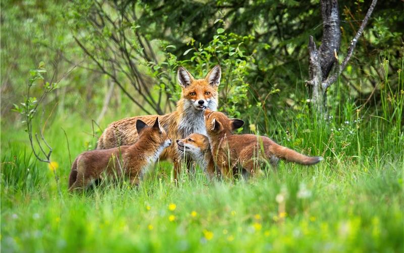 Diese Woche war in Böblingen eine Fuchsjagd. GB-Foto: WildMedia – stock.adobe.com