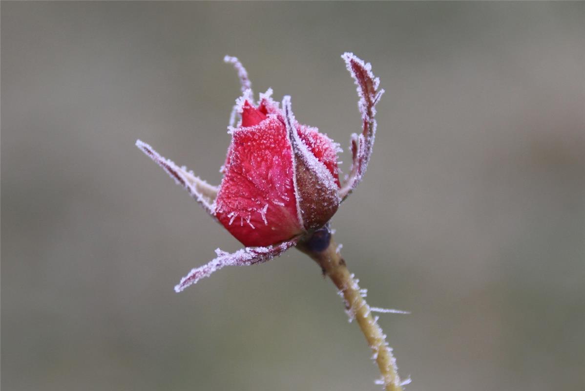 Diese eisige Rose hat Gundula Kleinert aus Herrenberg in ihrem Garten fotografie...