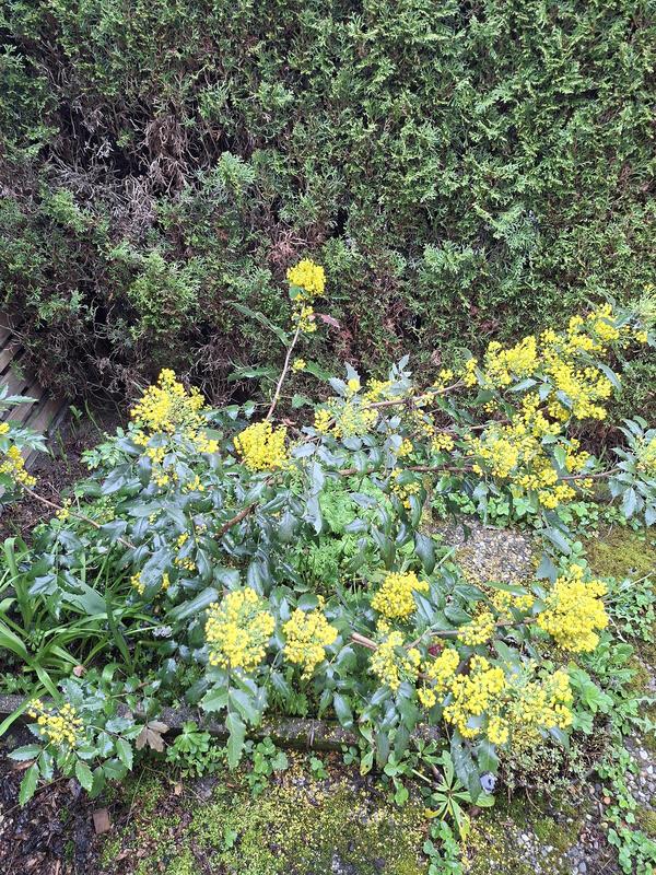 Diese gelben Blüten wachsen ganz unscheinbar auf unserer Terrasse – und doch hab...