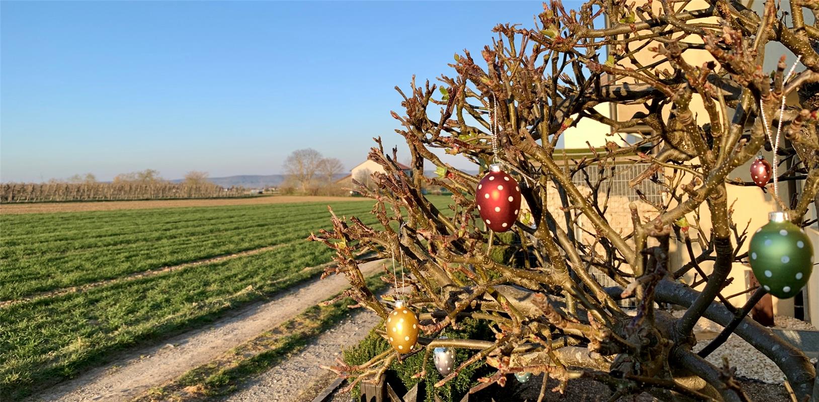 Diese österlichen Vorboten sind Minja Rollinson am Ortsrand von Gäufelden ins Au...