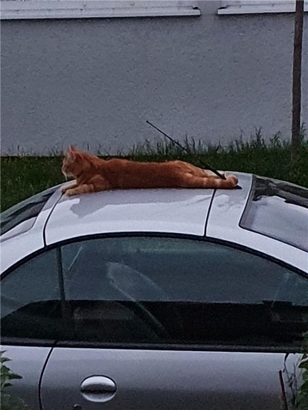 Diese rote Katze macht es sich auf einem warmen Autodach in Gärtringen bequem. D...