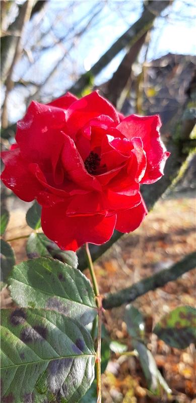 "Diese wunderschöne rote Rose, kurz vor dem anstehenden Winter, lässt keine Frag...