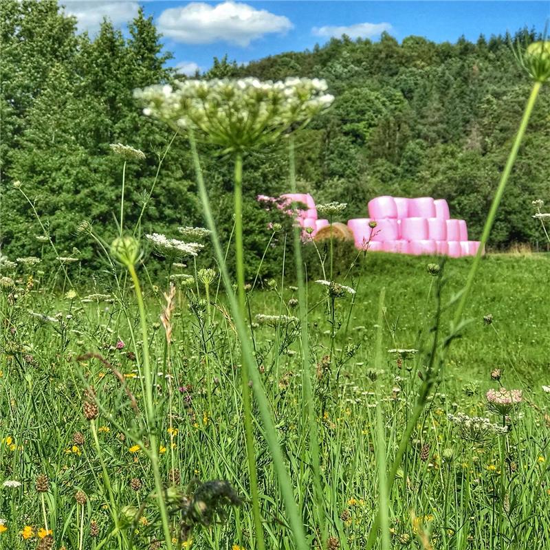 Diesen Farbklecks mitten in der Natur bei der künftigen Polizeischule in Herrenb...