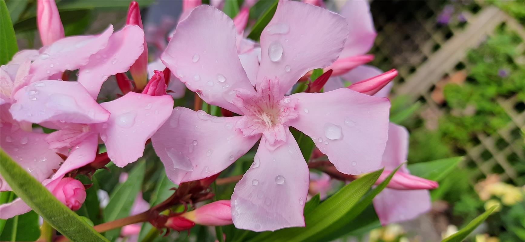 Diesen Oleander nach dem Regen hat Andreas Winterhalter in seinem Garten in Herr...