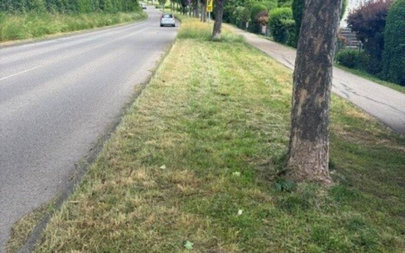Dieser Grünstreifen entlang der Hildrizhauser Straße wurde illegal teilweise gemäht. GB-Foto: gb