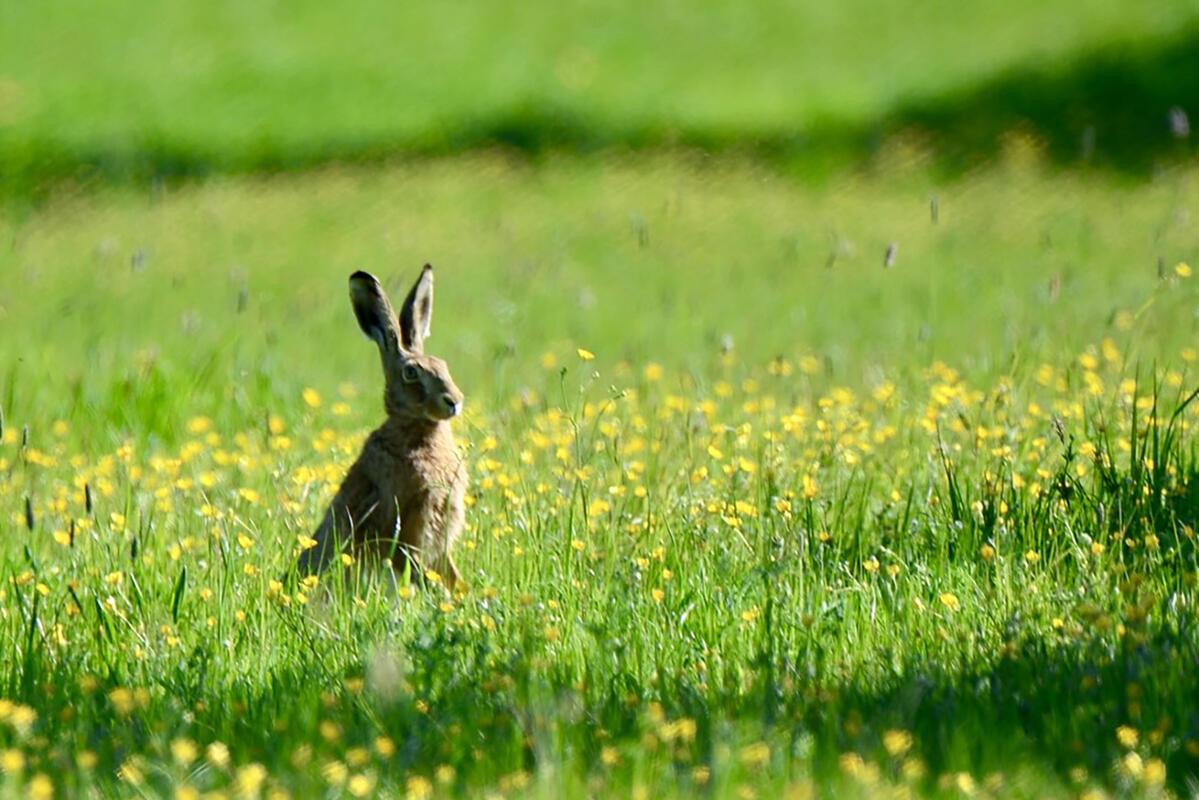 Dieser Hase fühlt sich richtig wohl in dem saftig grünen Gras. Von Eckbert Kaise...